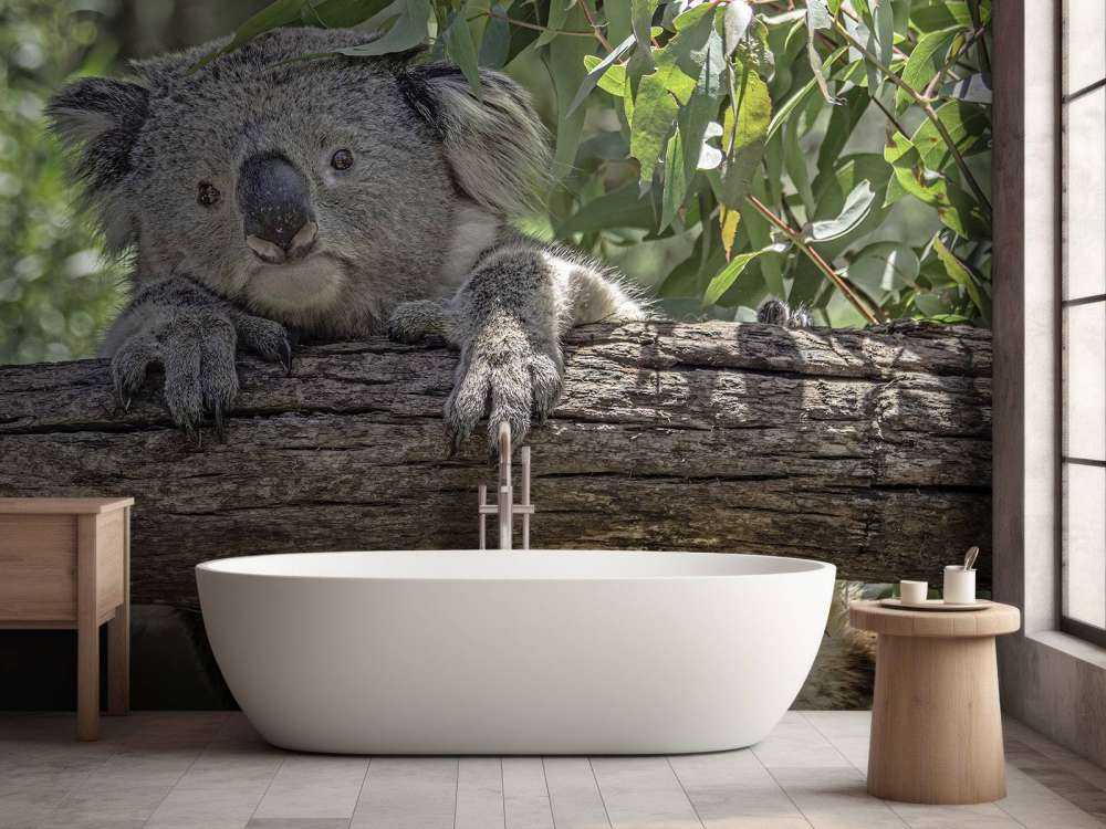 Cute koala