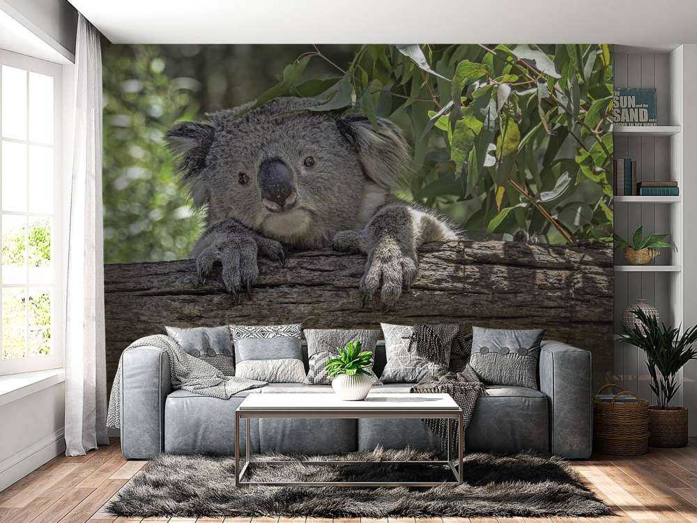 Cute koala
