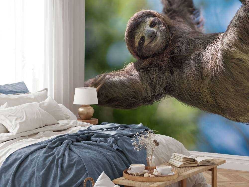 Cheerful sloth
