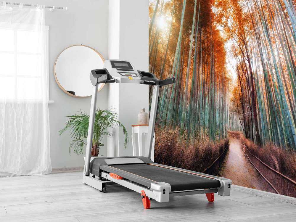 Autumn bamboo forest