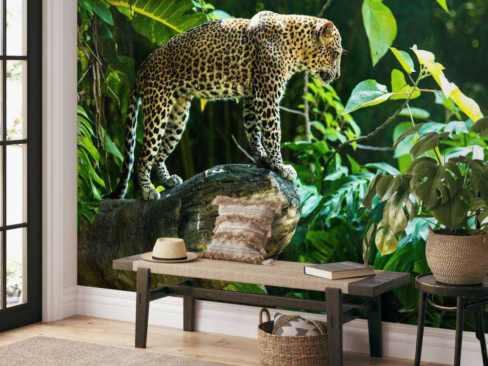 Leopard on a rock face