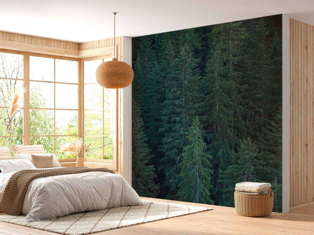 Conifers with pine cones