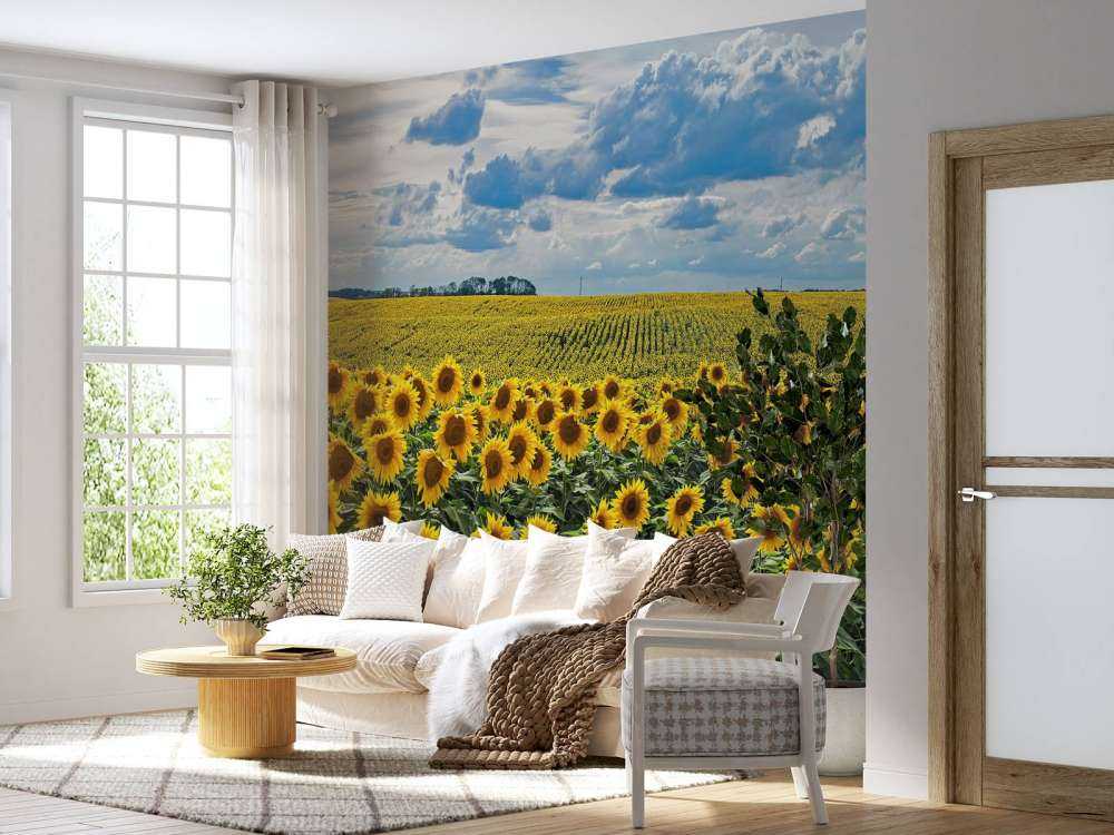 Meadow full of sunflowers