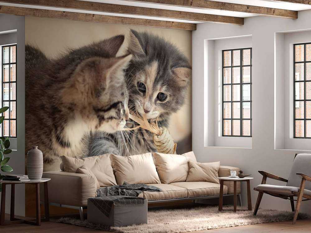 Playing kittens