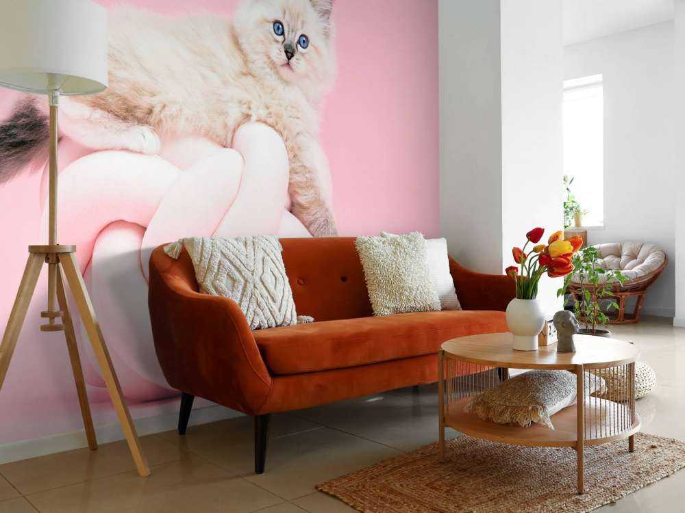 White cat on pink background