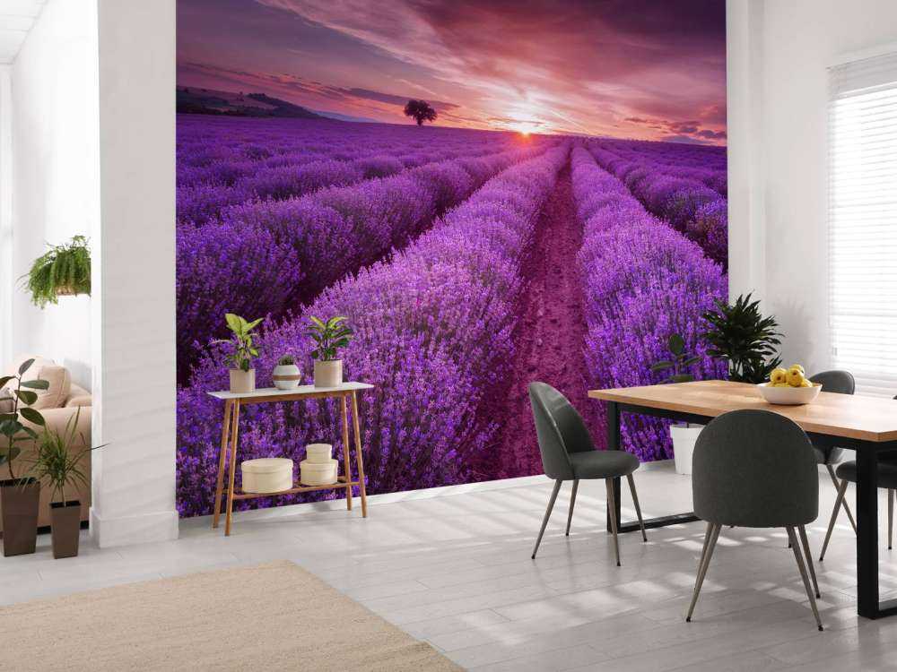 Field full with lavender