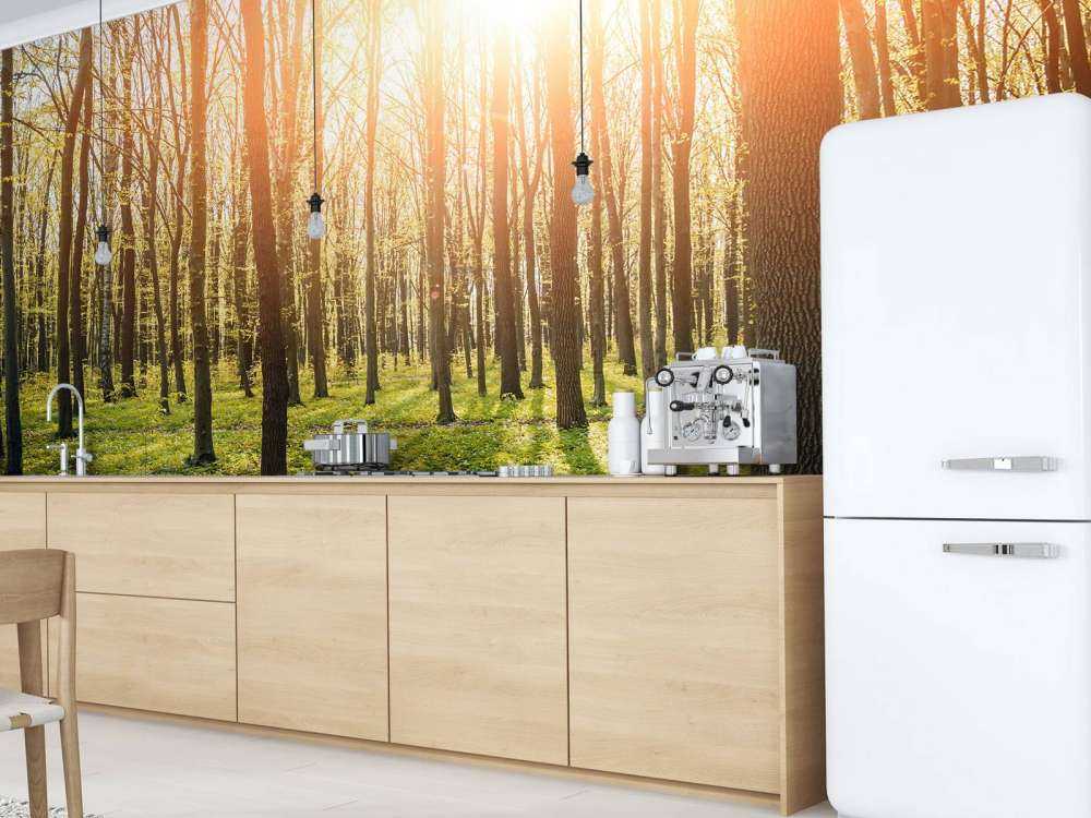 Evening sun in a forest