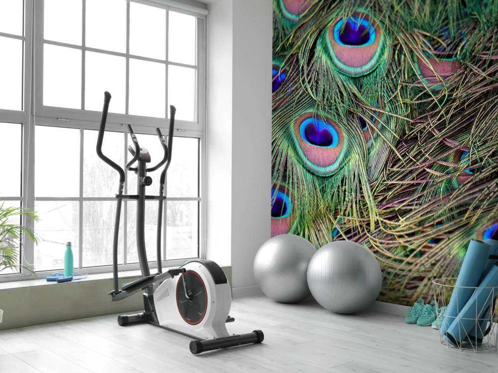 Close-up of peacock feathers