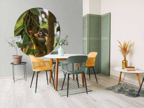 Small monkey in the trees