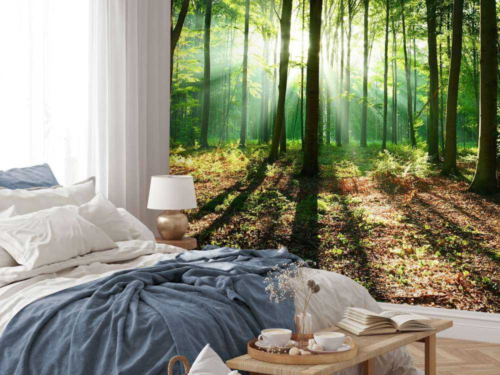 A morning in the forest