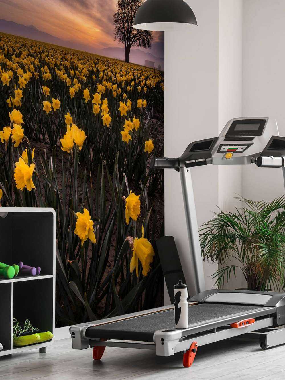 Field with daffodils