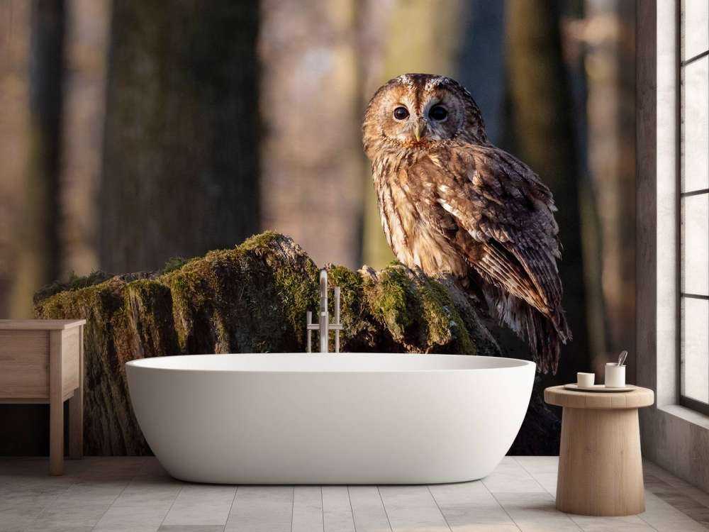 Little owl on a broken tree