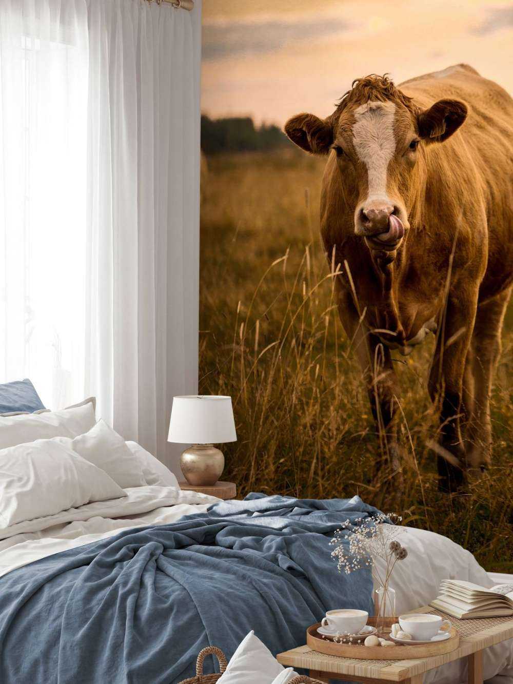 Cow with tongue in nose