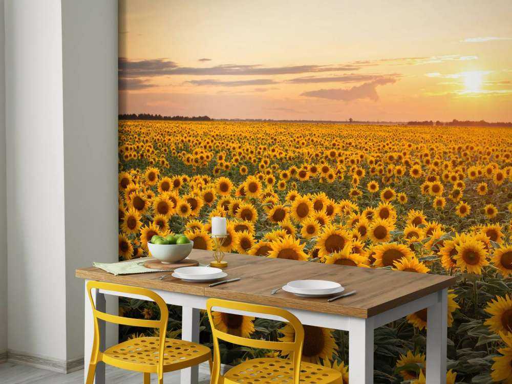 Sunflower field with sunset