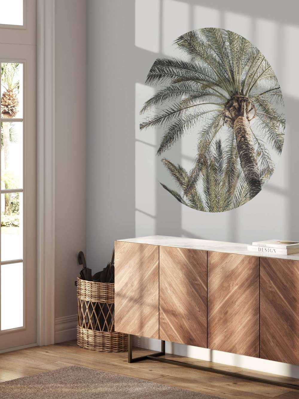 Palm in sun