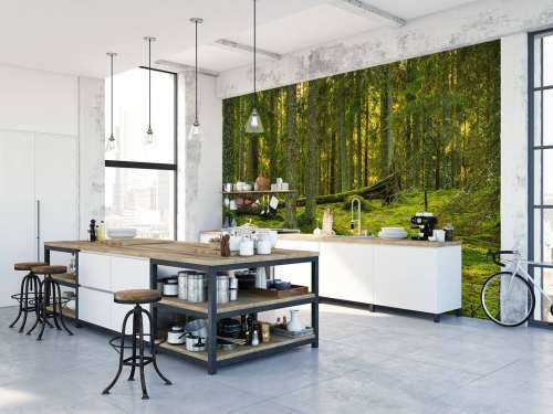 Green pine forest