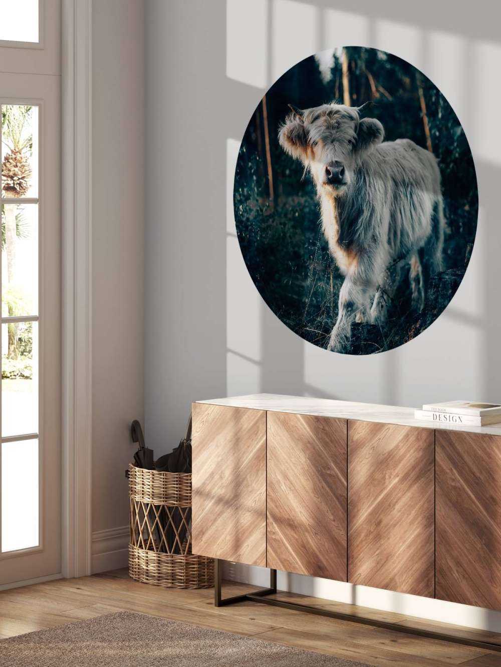 Scottish Highlander calf