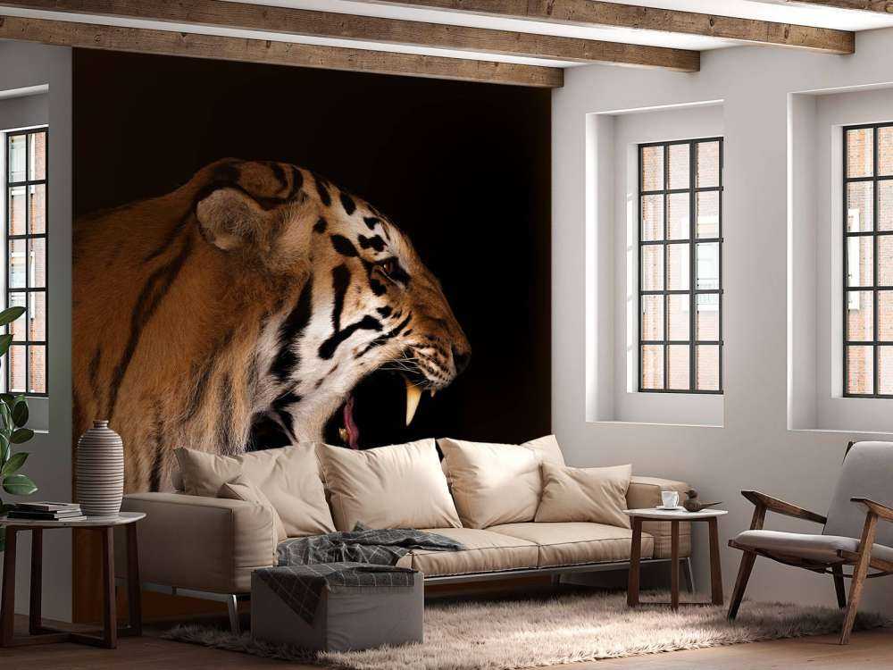Roaring tiger