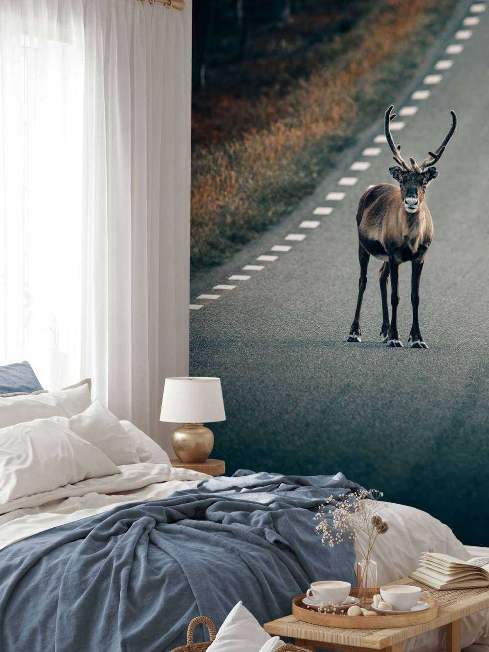 Reindeer on the road