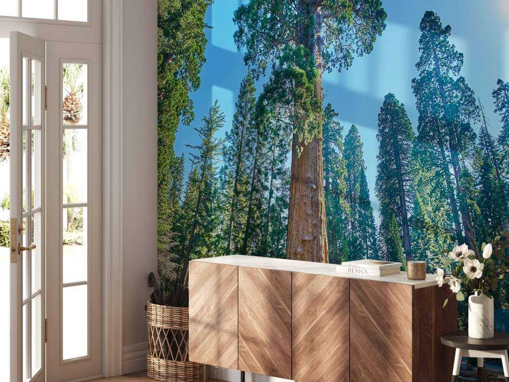 Sequoia trees