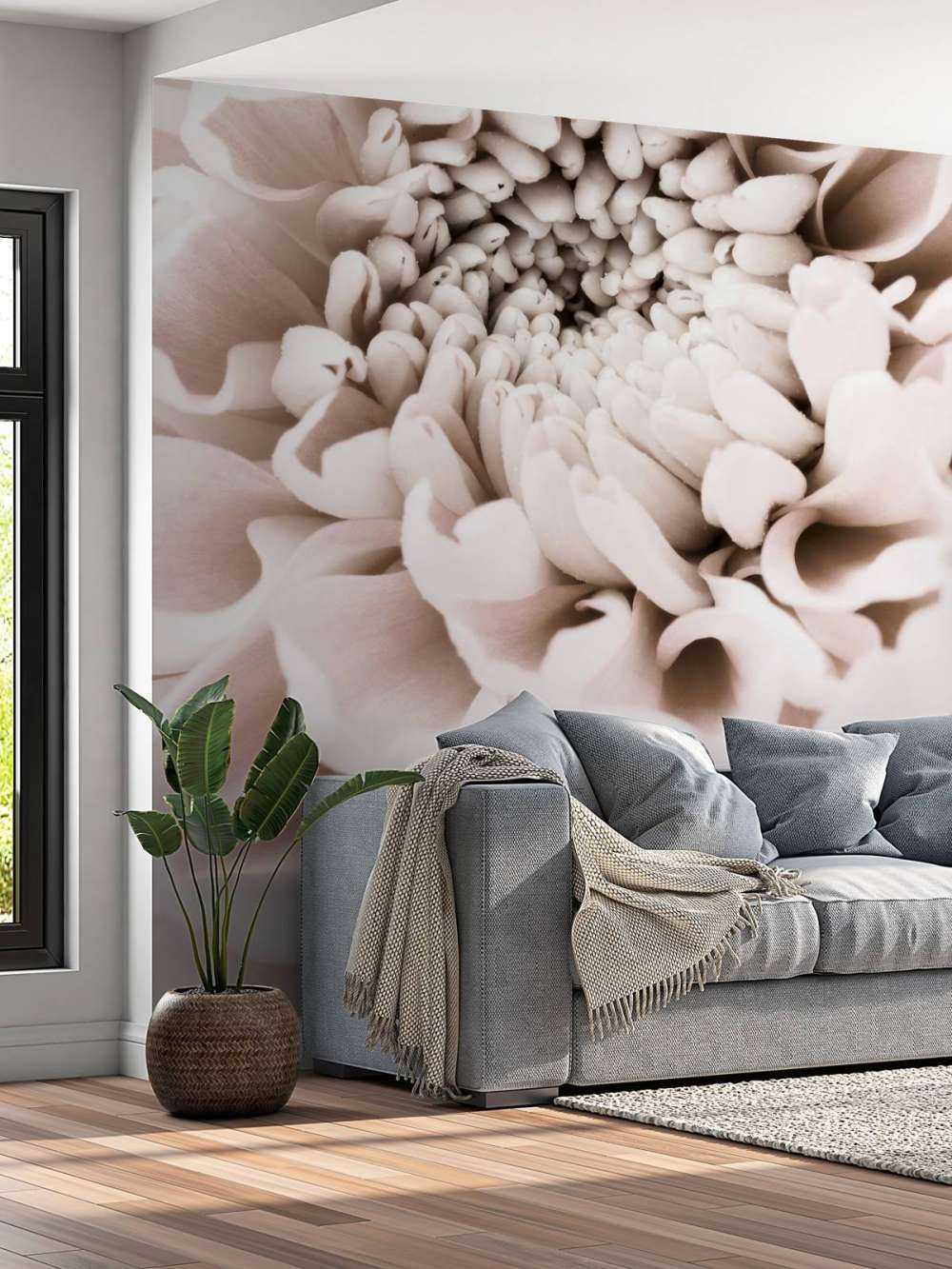 Chrysanthemum No 01