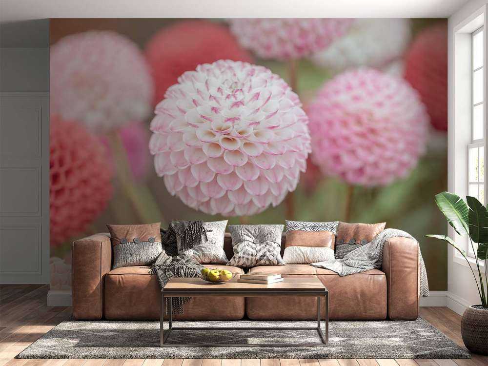 Pink dahlia flowers