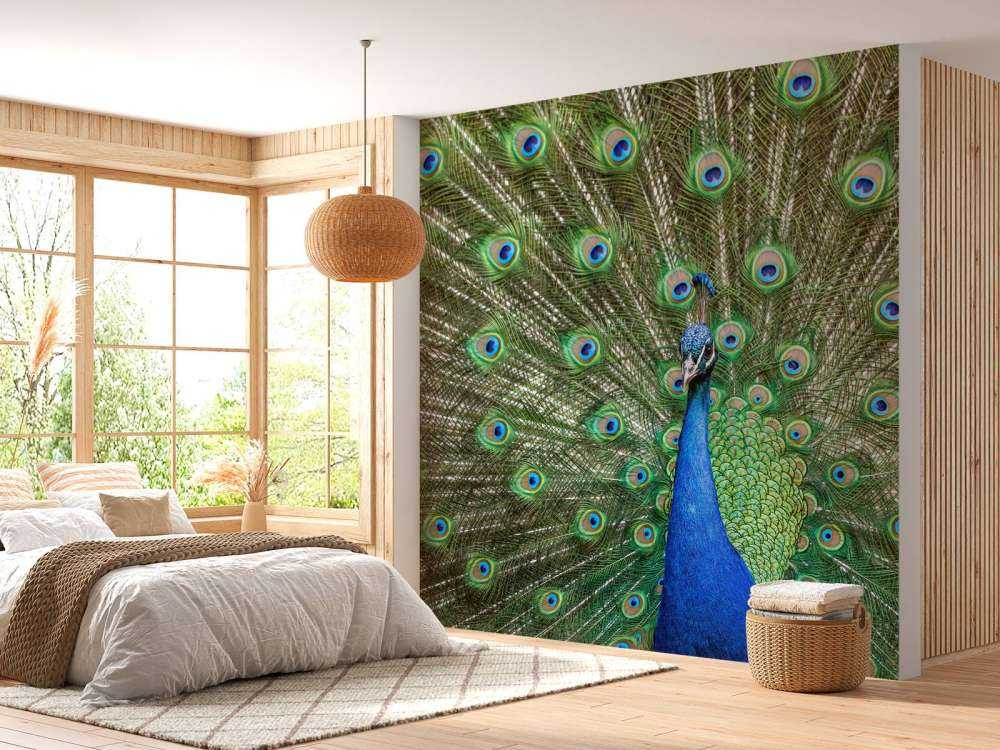 Peacock with dilated feathers