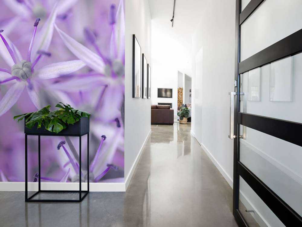 Purple allium flowers