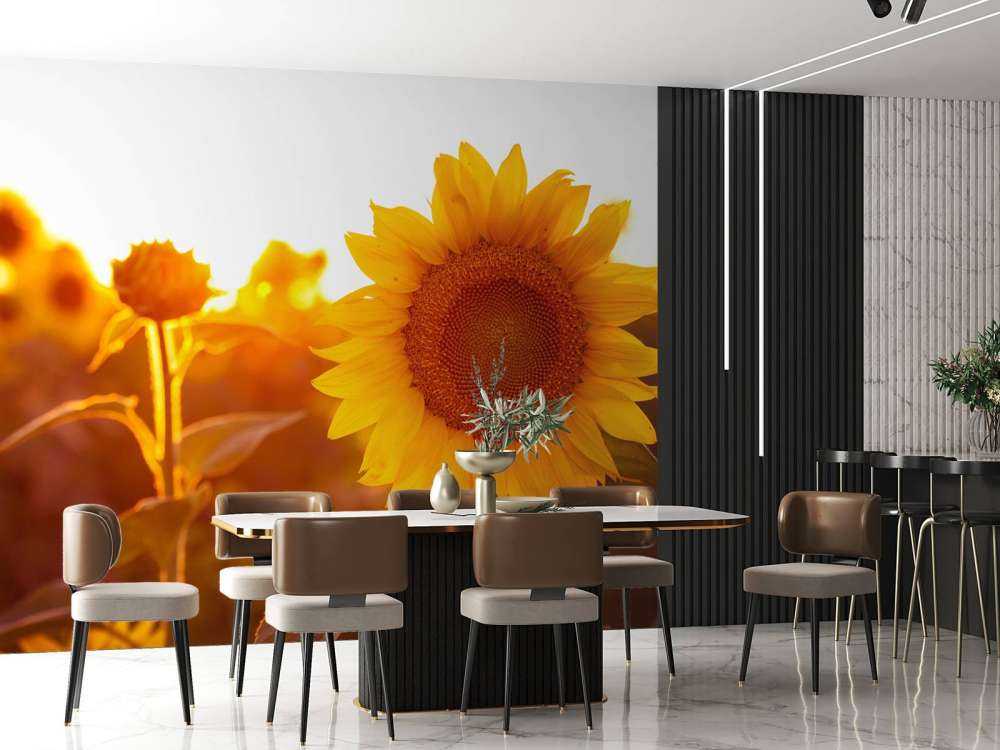 Warm sunflower field