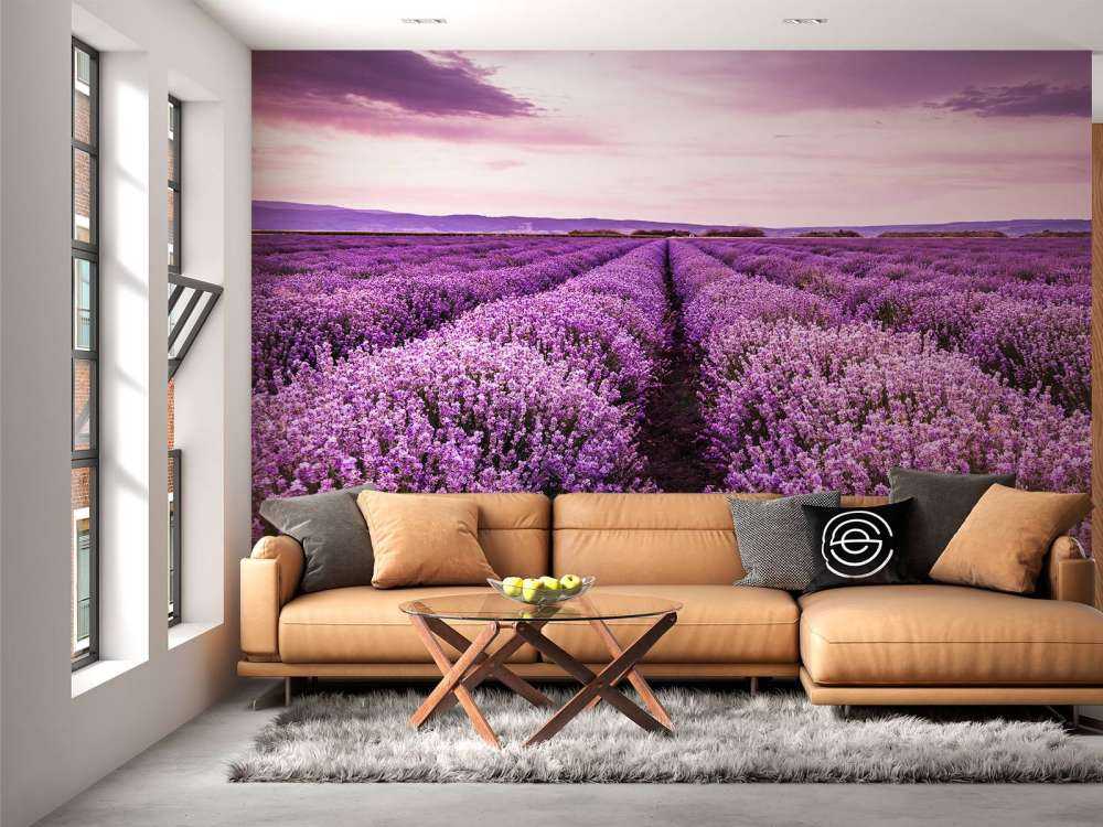 Lavender bushes