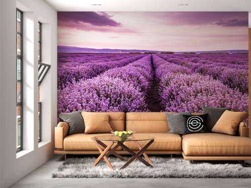Lavender bushes