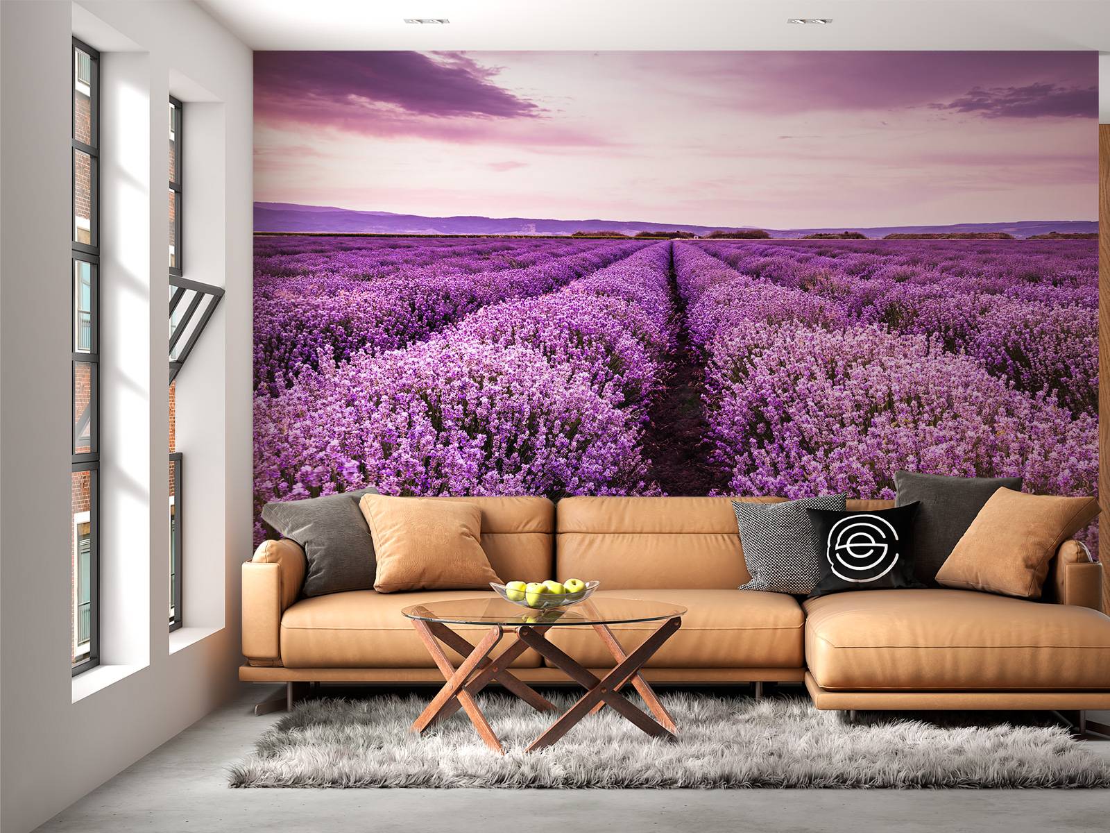 Lavender bushes