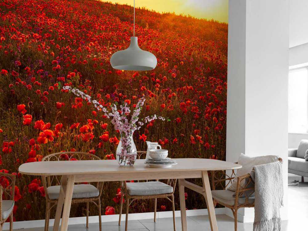 Poppies on a hill