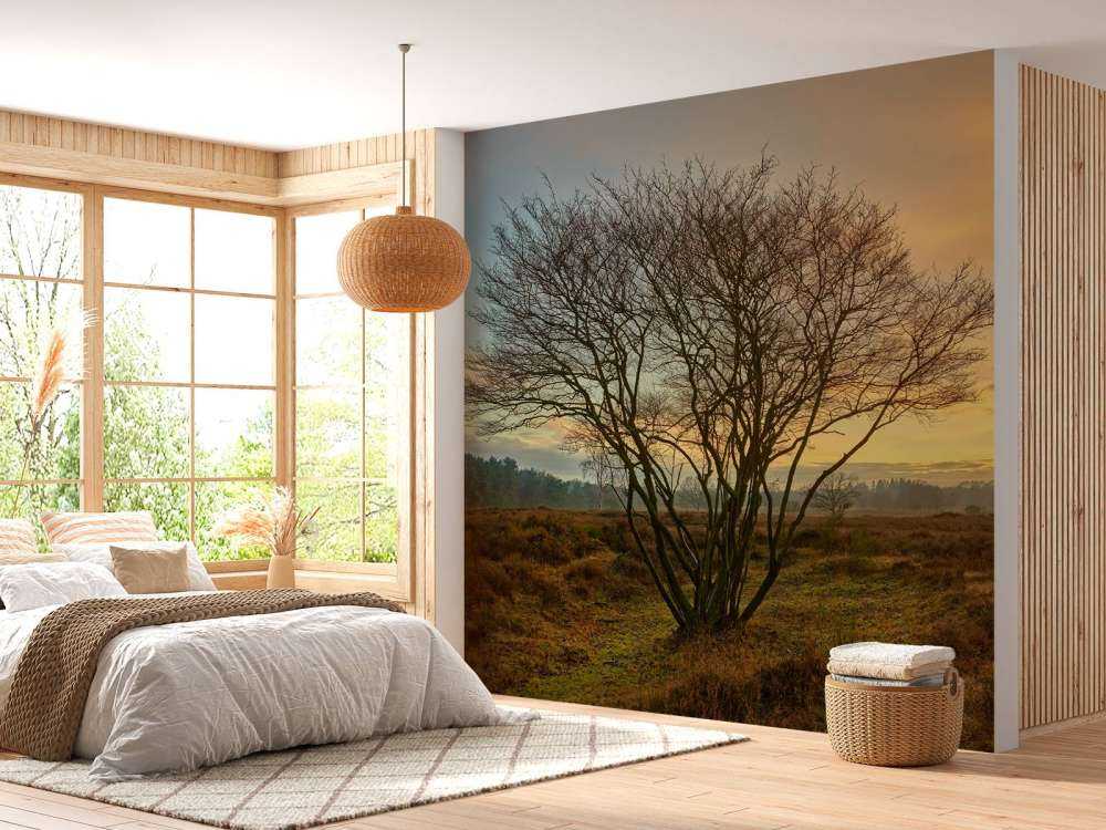 Sunrise on the heath