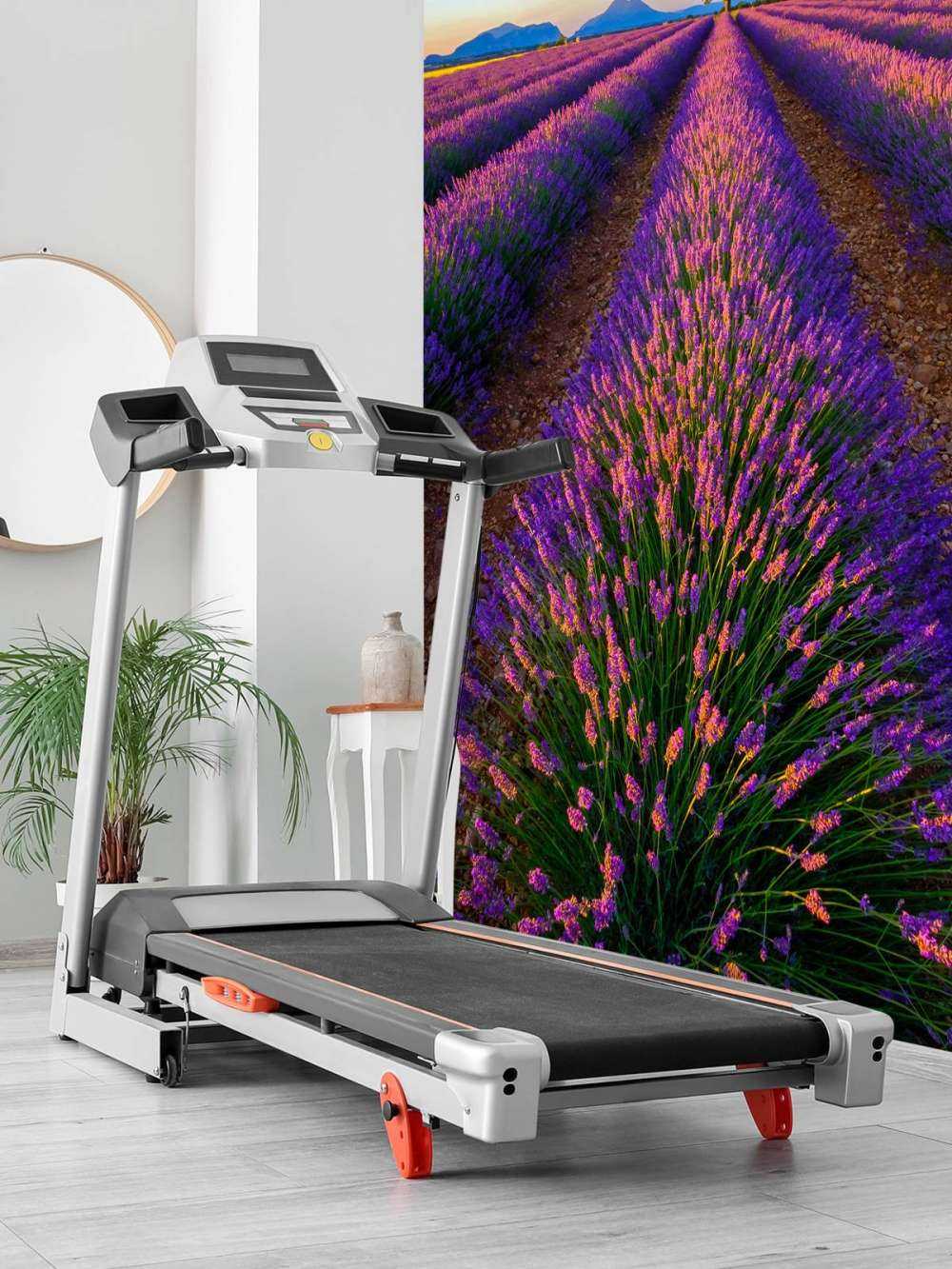 Lavender in sunlight