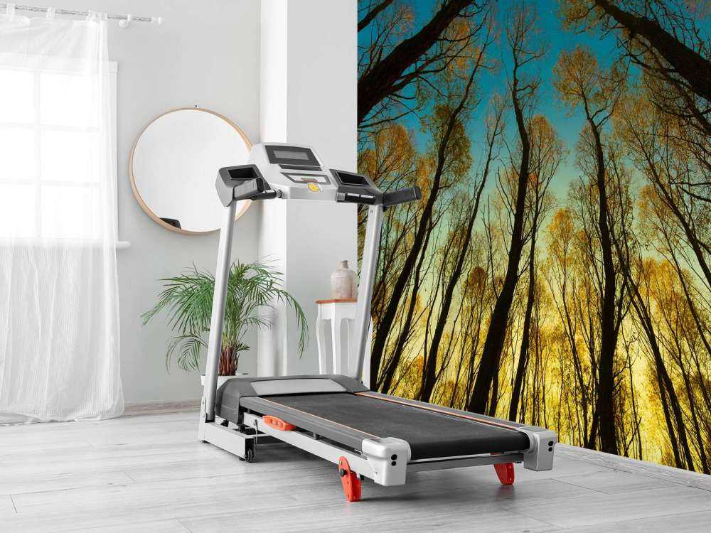 Sunrise between tall trees