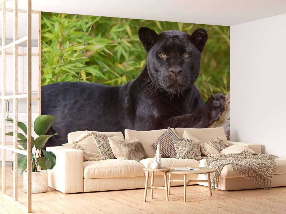 Black panther on a tree