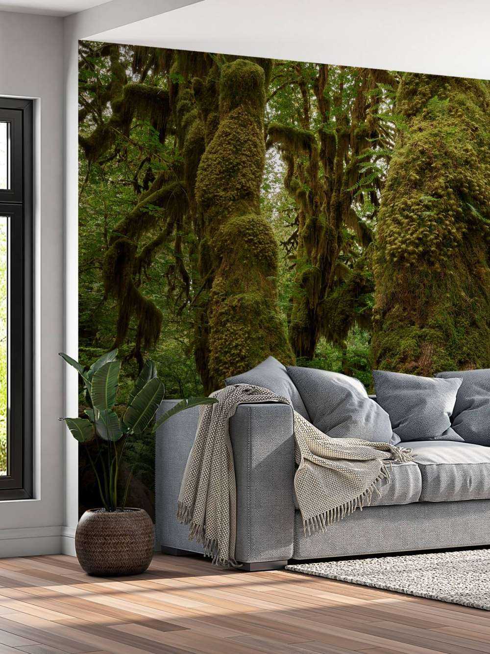 Trees in a rainforest