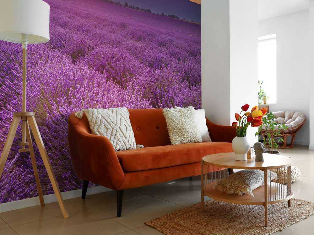 Field full of lavender