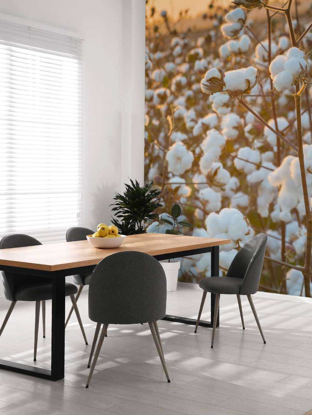 Cotton field with golden yellow sky