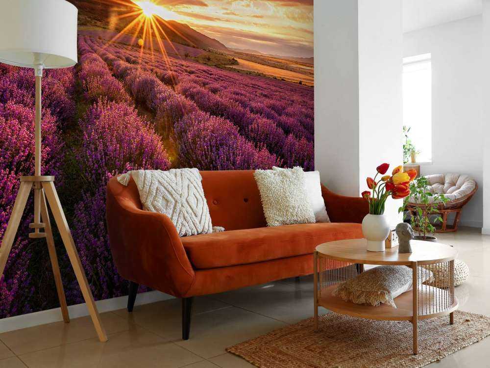 Lavender under the sun