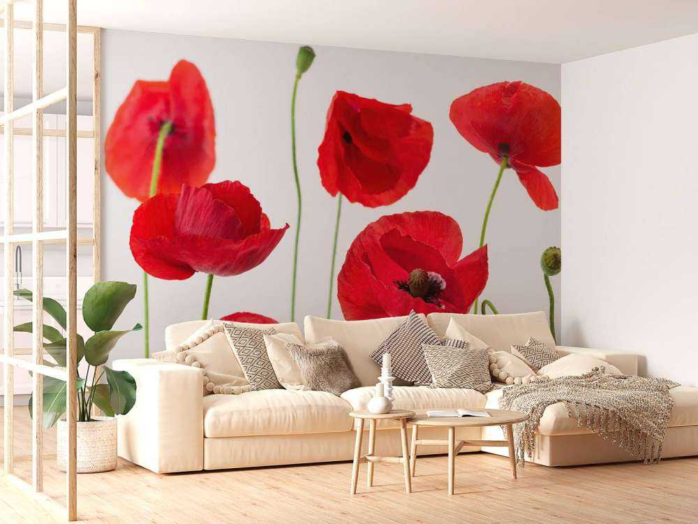 Poppies on white background
