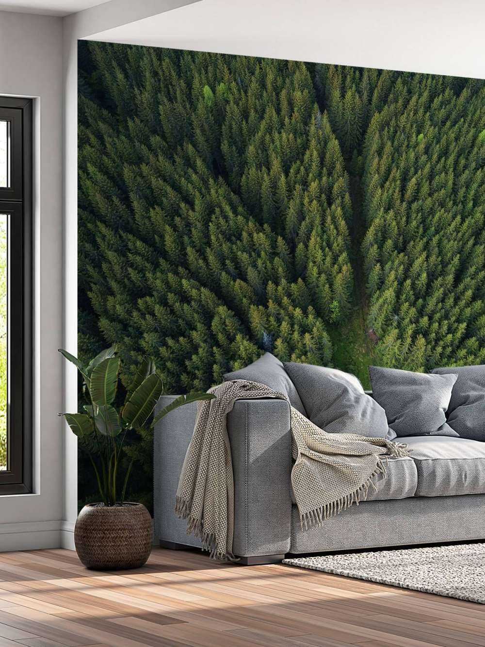 Pine forest from above