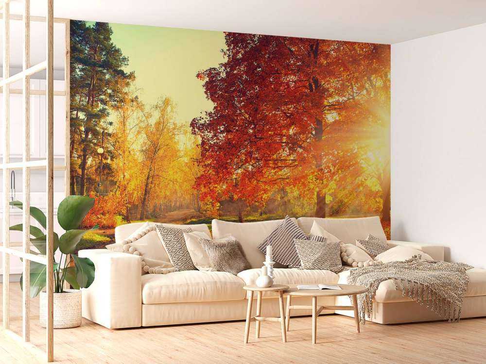 Autumn trees in sunlight