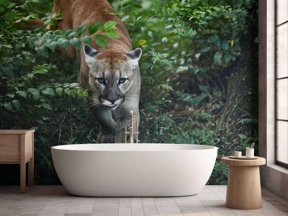 Sneaking mountain lion