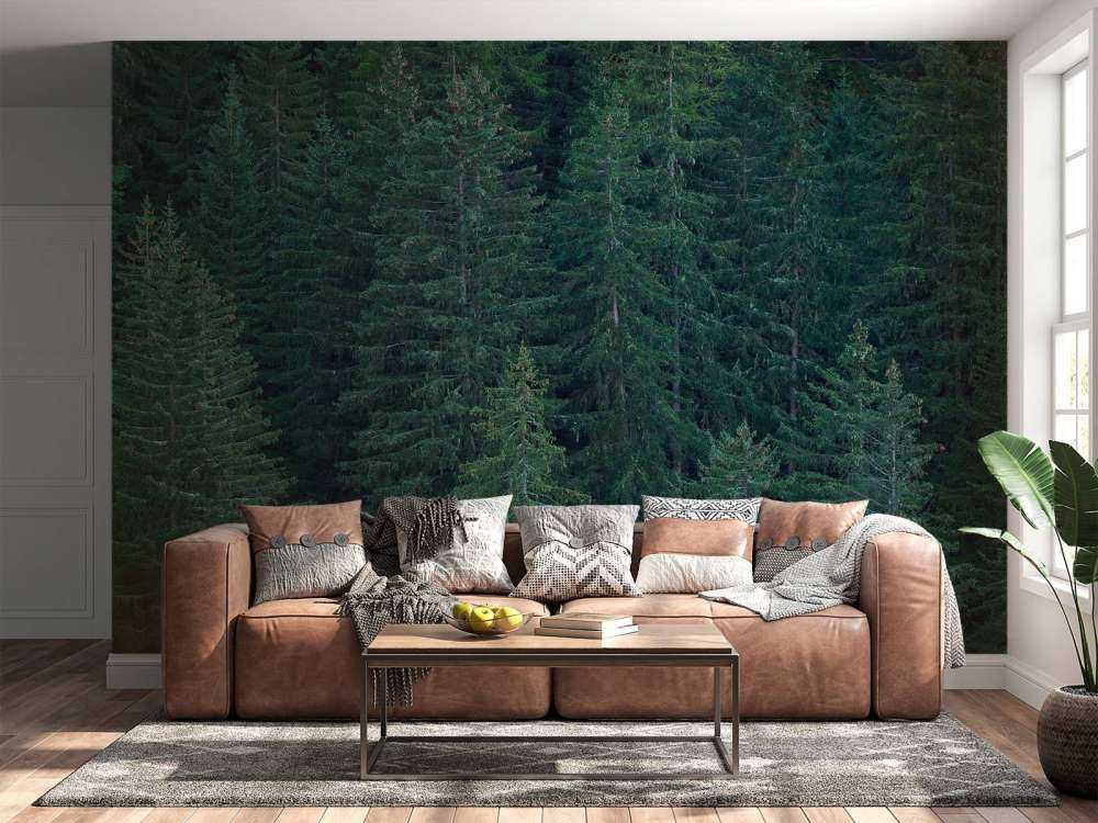 Conifers with pine cones