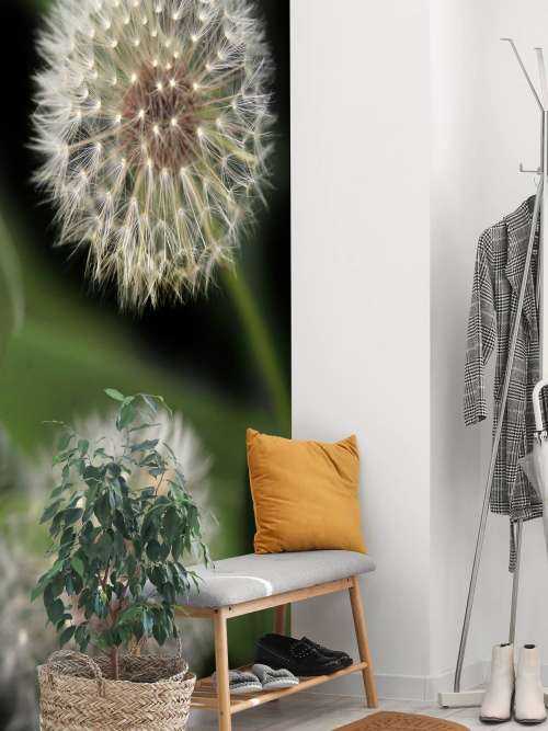 Close-up dandelions