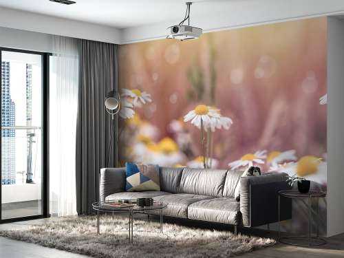 Field of Daisies