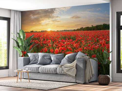 Sunset with poppies