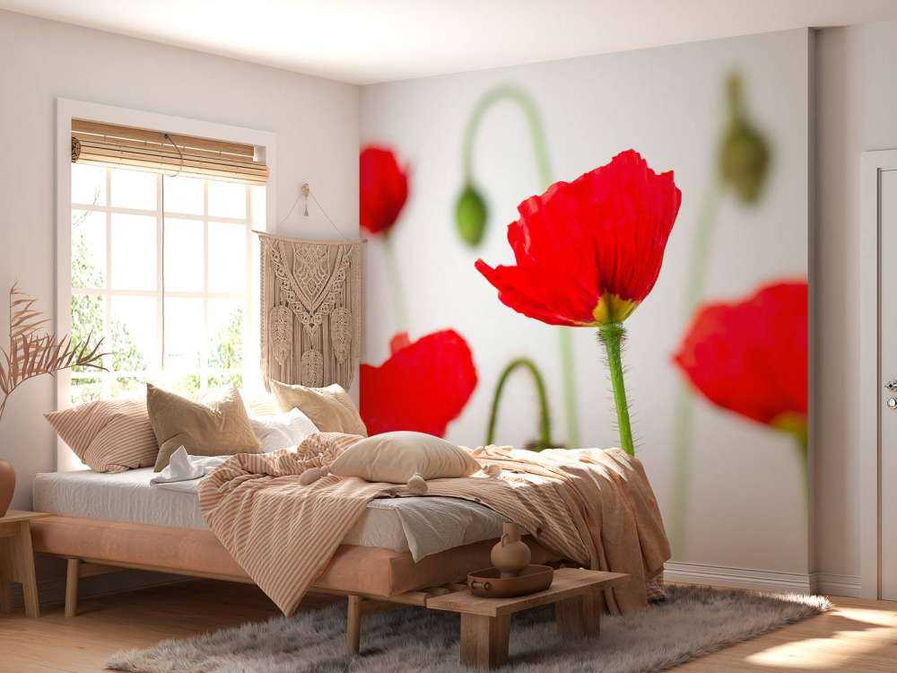 Close-up red poppies